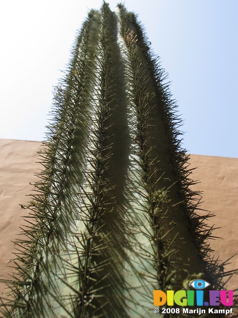 27873 Cactus at Mirador Morro Velosa